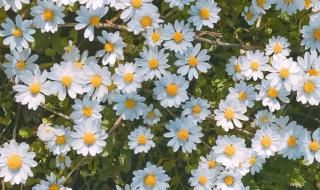 浪漫至死不渝的上一句