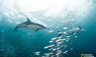 世界上最漂亮的鲨鱼